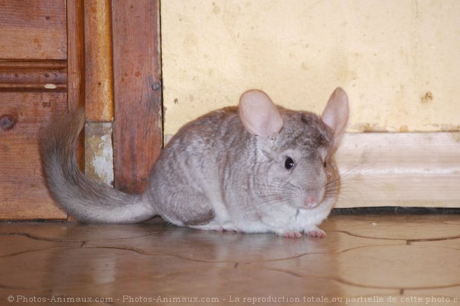 Photo de Chinchilla