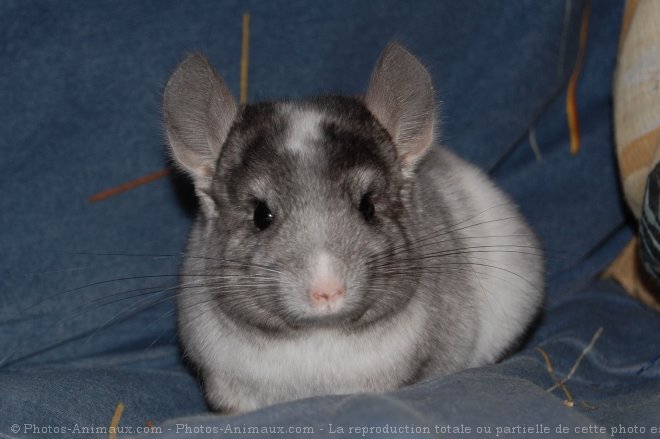 Photo de Chinchilla