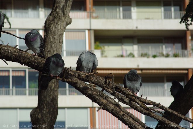 Photo de Pigeon