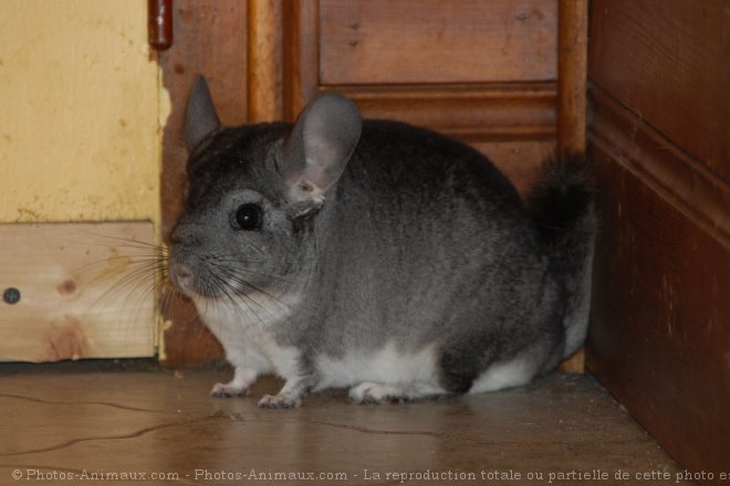 Photo de Chinchilla