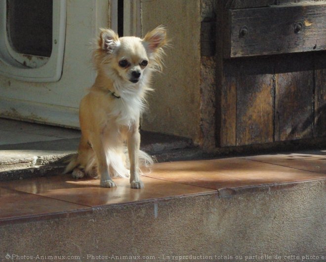 Photo de Chihuahua  poil long