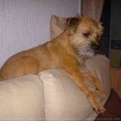 Photo de Border terrier