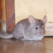 Photo de Chinchilla