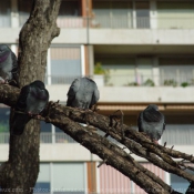 Photo de Pigeon