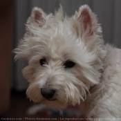 Photo de West highland white terrier