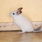 Photo de Chinchilla