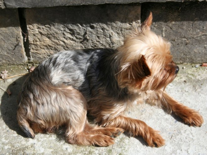 Photo de Yorkshire terrier