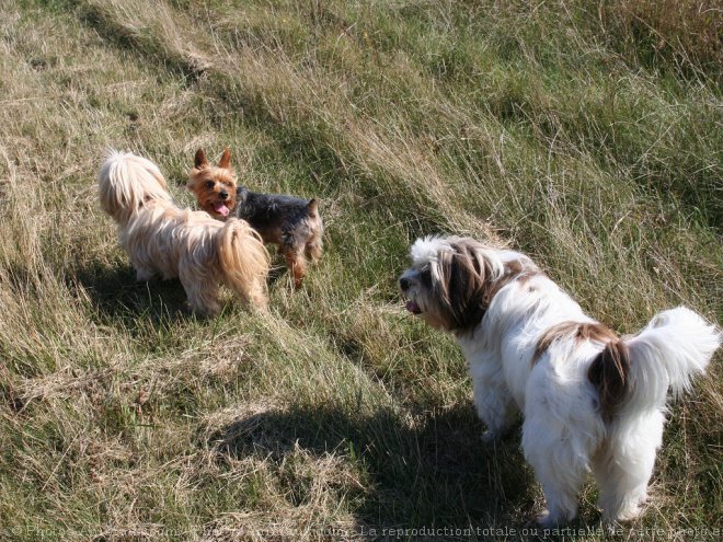 Photo de Races diffrentes