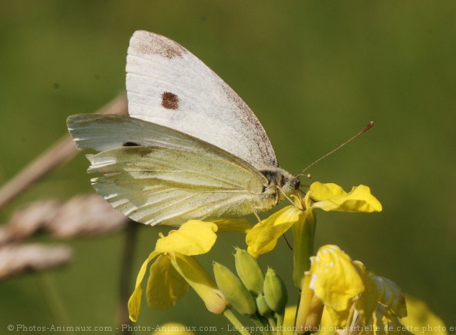 Photo de Papillon - piride