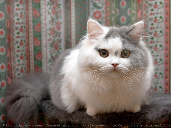 Photo de British longhair