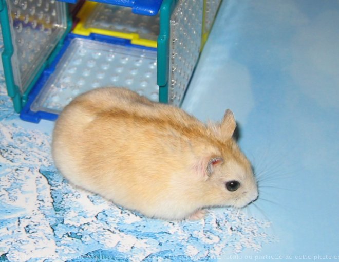 Photo de Hamster