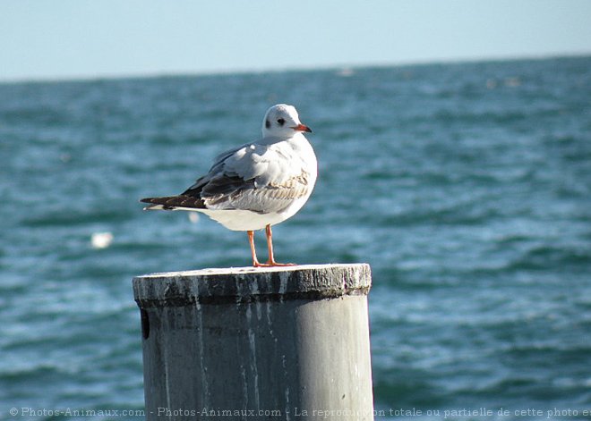 Photo de Mouette