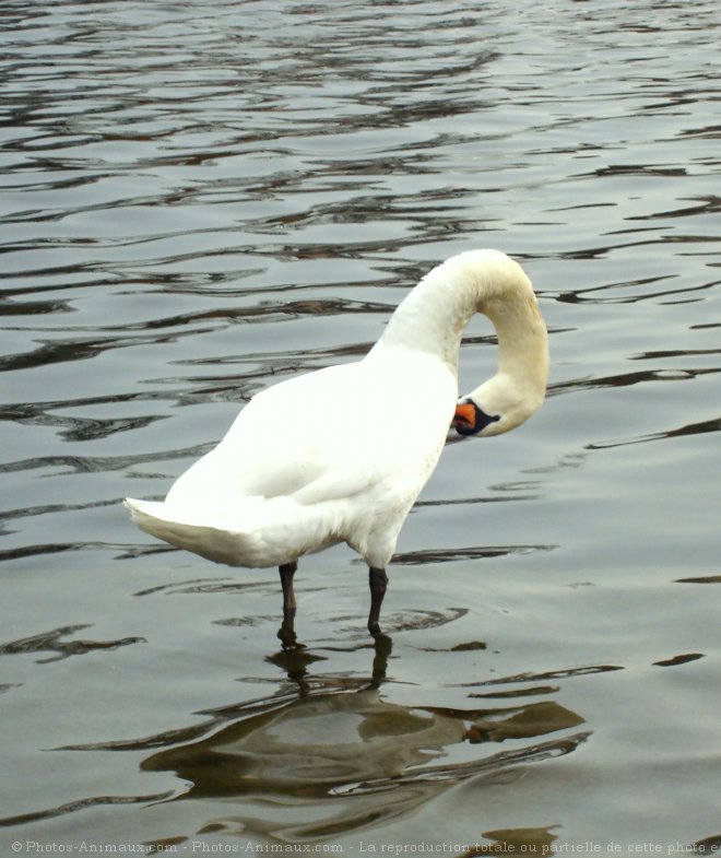 Photo de Cygne