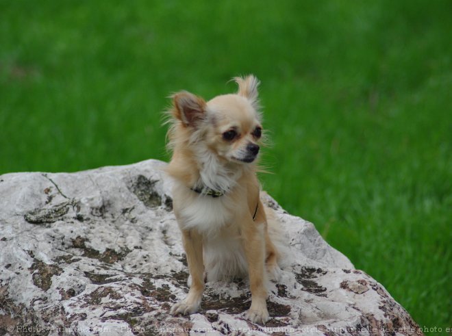 Photo de Chihuahua  poil long