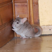 Photo de Chinchilla