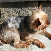 Photo de Yorkshire terrier