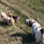 Photo de Races diffrentes