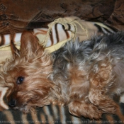 Photo de Yorkshire terrier