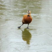 Photo de Canard tadorne casarca