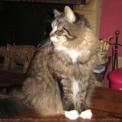 Photo de Maine coon