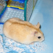 Photo de Hamster