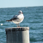 Photo de Mouette