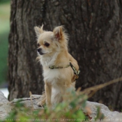 Photo de Chihuahua  poil long