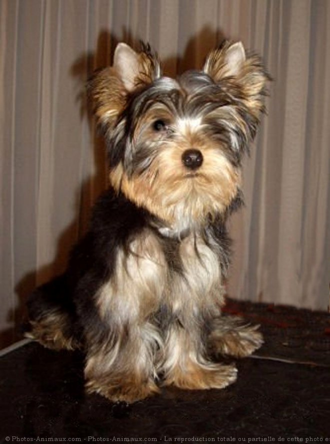 Photo de Yorkshire terrier