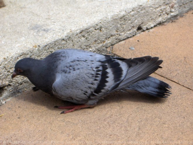 Photo de Pigeon