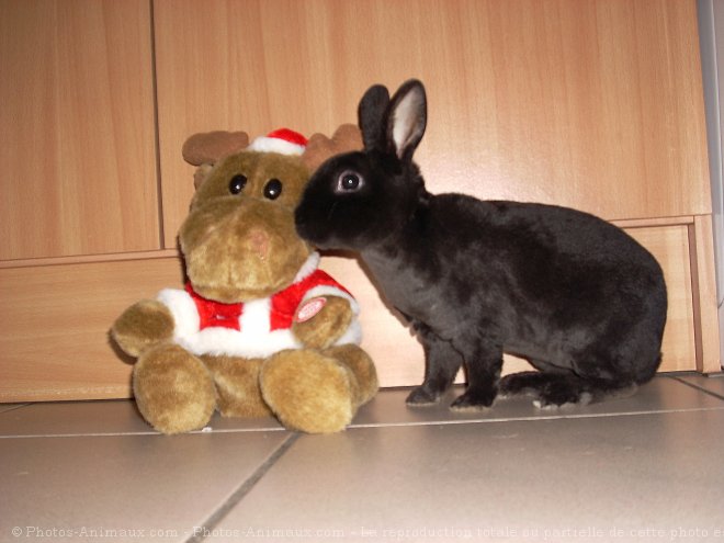 Photo de Lapin