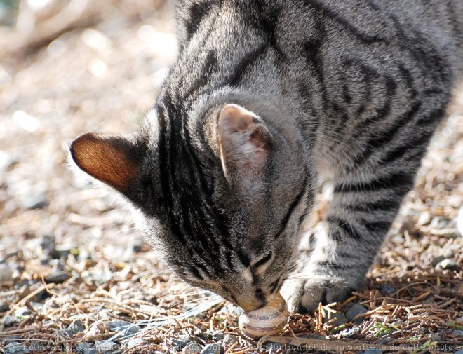 Photo de Chat domestique