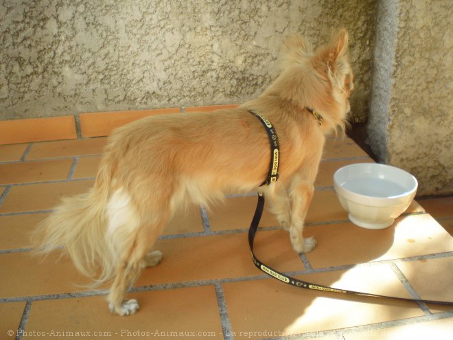 Photo de Chihuahua  poil long