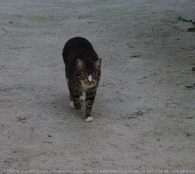 Photo de Chat domestique