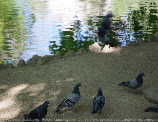 Photo de Pigeon