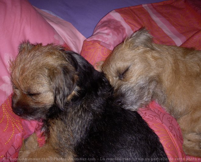 Photo de Border terrier