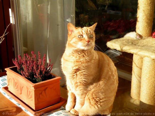 Photo de Chat domestique