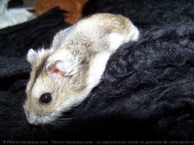 Photo de Hamster