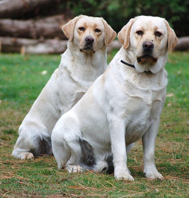 Photo de Labrador retriever