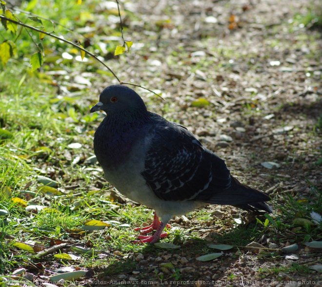 Photo de Pigeon