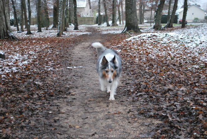 Photo de Colley  poil long