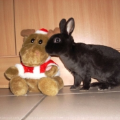 Photo de Lapin