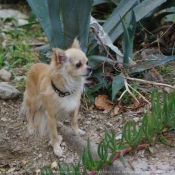 Photo de Chihuahua  poil long