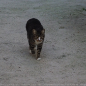 Photo de Chat domestique