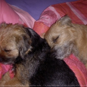 Photo de Border terrier