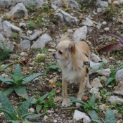 Photo de Chihuahua  poil long