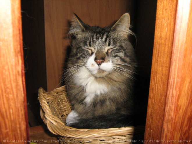 Photo de Maine coon