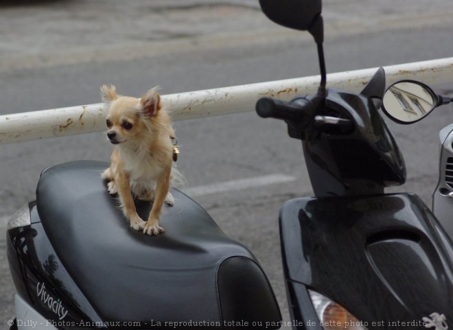 Photo de Chihuahua  poil long