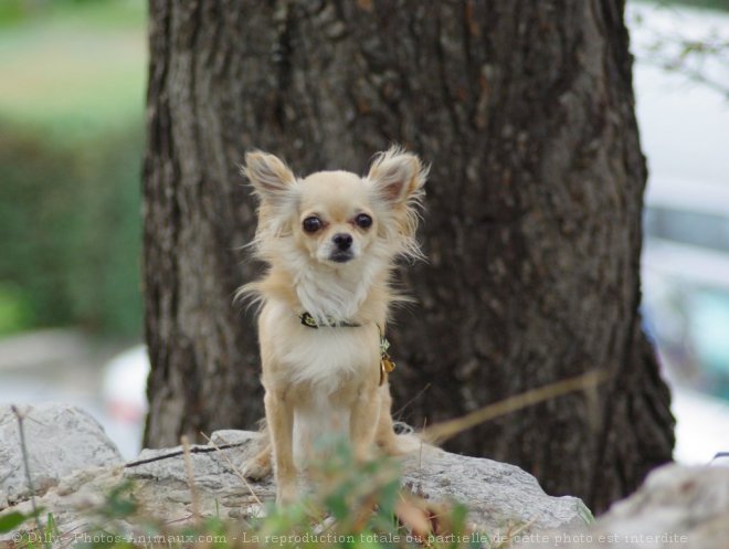 Photo de Chihuahua  poil long