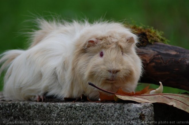 Photo de Cochon d'inde - abyssin / rosette