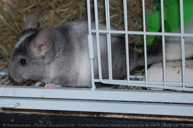 Photo de Chinchilla